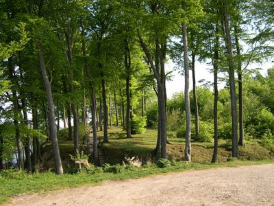 Pomlenakke. Foto: Søren Nielsen